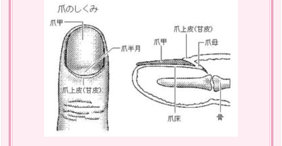 爪のしくみ